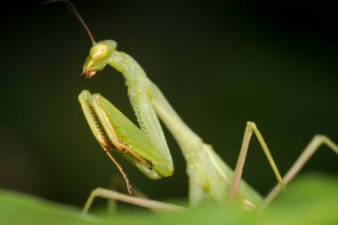 Bir peygamber devesinin odak dışı arkaplanına yakın plan