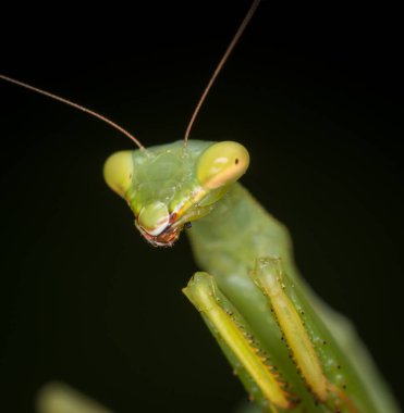 Bir peygamber devesinin odak dışı arkaplanına yakın plan