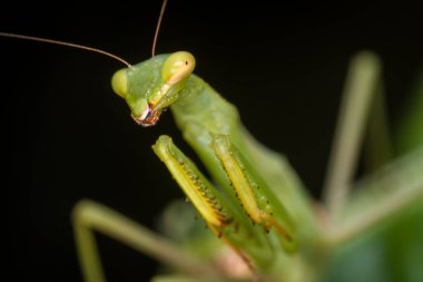 Bir peygamber devesinin odak dışı arkaplanına yakın plan