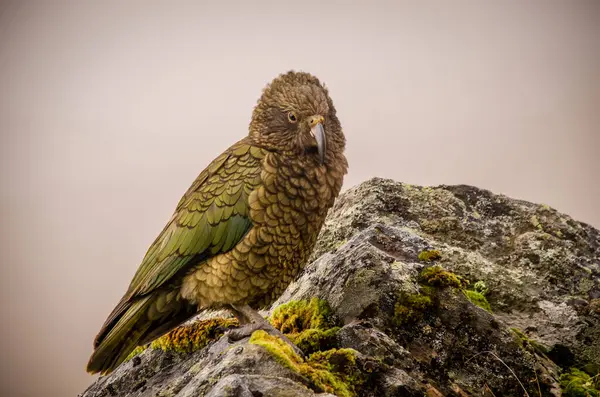 Kea, Yeni Zelanda 'nın Doğal Alp Papağanı