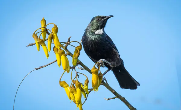 Tui kuşu çiçek açan kowhai ağacına tünedi.