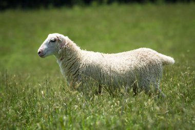 Kuzu yemyeşil çimenlikte