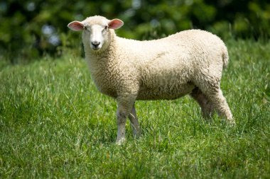 Kuzu yemyeşil çimenlikte