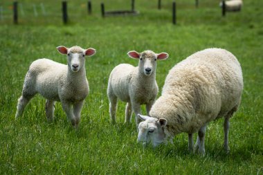 Anne koyun ve kuzuları yemyeşil çayırlarda