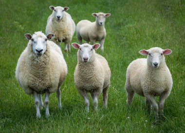 Anne koyun ve kuzuları yemyeşil çayırlarda