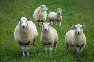 Anne koyun ve kuzuları yemyeşil çayırlarda