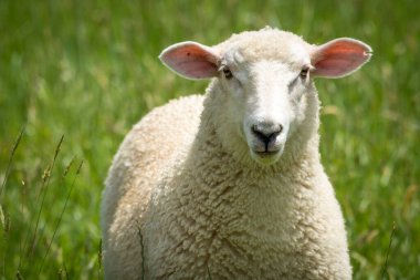 Kuzu yemyeşil çimenlikte