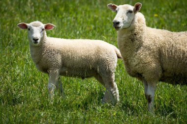 Anne koyun ve kuzuları yemyeşil çayırlarda