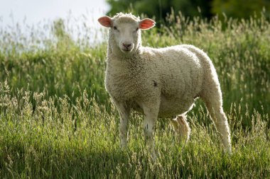 Kuzu yemyeşil çimenlikte