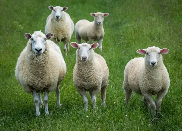 Anne koyun ve kuzuları yemyeşil çayırlarda