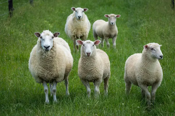 Anne koyun ve kuzuları yemyeşil çayırlarda