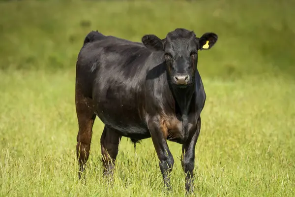 Siyah angus yeşil otlakta dümen çeviriyor