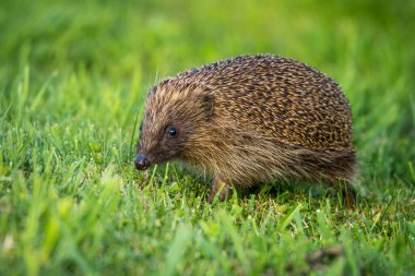 Hedgehog foraging for food in green grass clipart