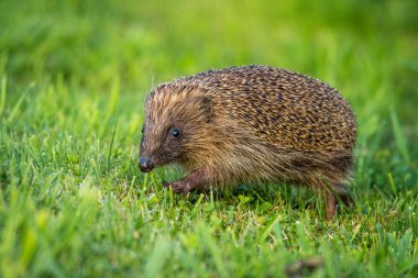 Hedgehog foraging for food in green grass clipart