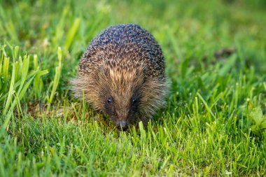 Hedgehog foraging for food in green grass clipart