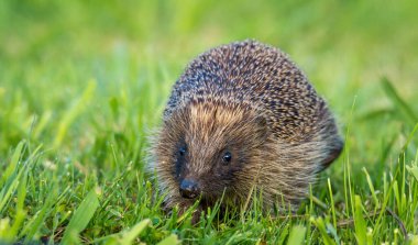 Hedgehog foraging for food in green grass clipart