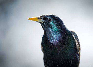 Kış renklerinde bir sığırcığa yakın çekim