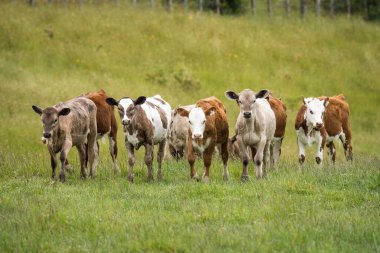 Yeşil çimenlikte bir grup buzağı.