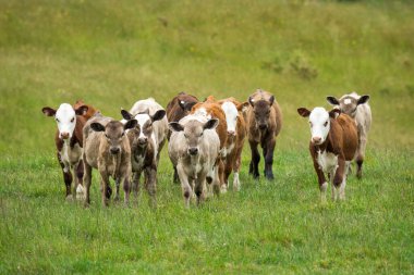 Yeşil çimenlikte bir grup buzağı.