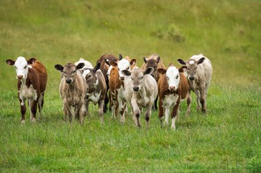 Yeşil çimenlikte bir grup buzağı.
