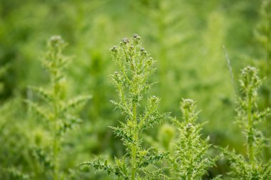 Dikenli devedikeni kapat. Odak arkaplanı dışında izole edilmiş.