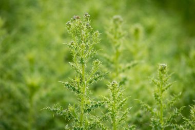 Dikenli devedikeni kapat. Odak arkaplanı dışında izole edilmiş.