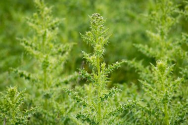 Dikenli devedikeni kapat. Odak arkaplanı dışında izole edilmiş.