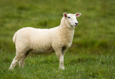 Kuzu yemyeşil çimenlikte