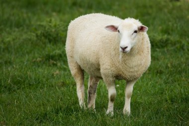 Kuzu yemyeşil çimenlikte