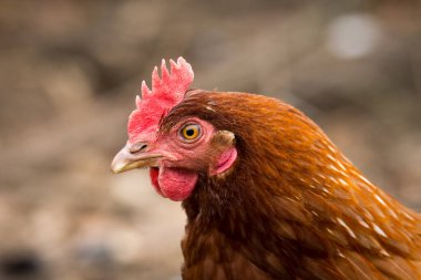 Ücretsiz tavuk avcılığını kapatın.