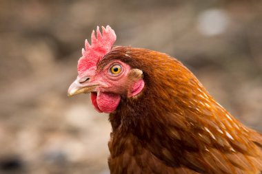 Ücretsiz tavuk avcılığını kapatın.