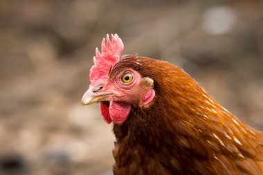 Ücretsiz tavuk avcılığını kapatın.