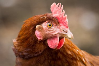 Ücretsiz tavuk avcılığını kapatın.