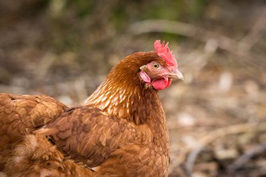 Ücretsiz tavuk avcılığını kapatın.