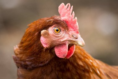 Ücretsiz tavuk avcılığını kapatın.