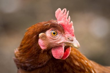 Ücretsiz tavuk avcılığını kapatın.