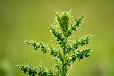 Dikenli devedikeni kapat. Odak arkaplanı dışında izole edilmiş.