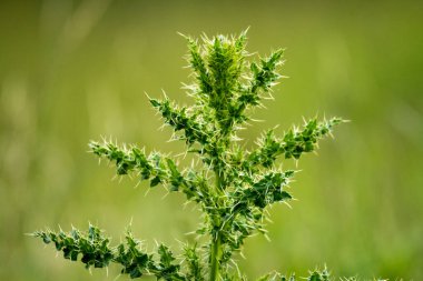 Dikenli devedikeni kapat. Odak arkaplanı dışında izole edilmiş.