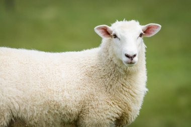 Kuzu yemyeşil çimenlikte