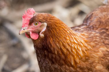 Ücretsiz tavuk avcılığını kapatın.