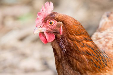 Ücretsiz tavuk avcılığını kapatın.