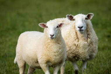 Anne koyun ve kuzuları yemyeşil çayırlarda