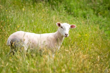 Kuzu yemyeşil çimenlikte