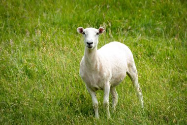 yemyeşil çimenli tarlada koyun