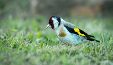 European goldfinch foraging for food among grasses clipart