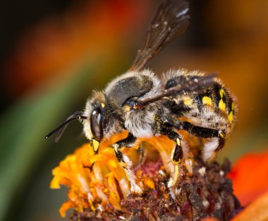 Avrupa yün kartı arısı bir çiçekten nektar topluyor