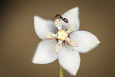 Karınca, kuğu çiçeğinden nektar topluyor.