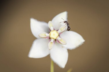 Karınca, kuğu çiçeğinden nektar topluyor.