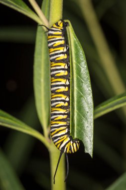 Bir yaprak üzerinde sürünen kral tırtılına yakın çekim