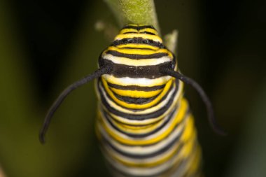 Bir yaprak üzerinde sürünen kral tırtılına yakın çekim